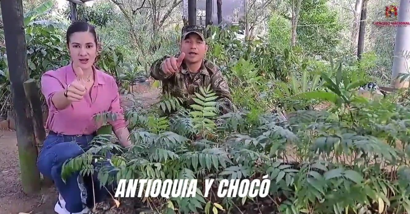 Medio millón de árboles sembrados en un minuto