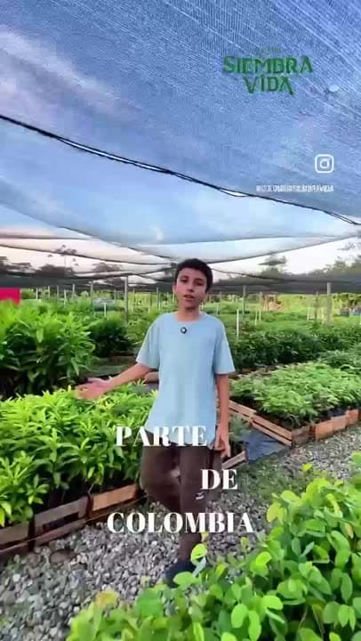 El reto: árboles en un minuto